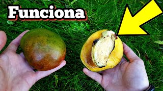 🥭 Como GERMINAR Mango MUCHO más RÁPIDO Cultivar y sembrar hueso o Semillas de mangos en maceta [upl. by Yort95]