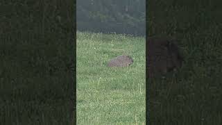 Marmot was resting 04292024 2 Shorts Animal Nature [upl. by Ronoh]