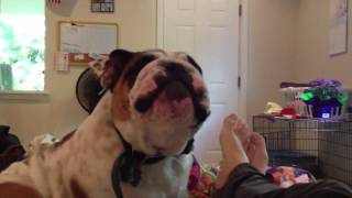 English Bulldog Sings Along with Harmonica [upl. by Anair]