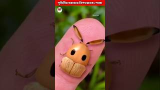 দুনিয়ায় সবচেয়ে বিপদজনক পোকা 🐞funnel slider bite shorts animals insects [upl. by Jonell82]