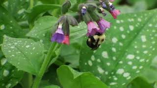 Bee Feeding On Pulmonaria Flowers [upl. by Torrence]