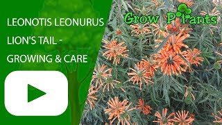 Leonotis leonurus  Lions Tail  growing and care attract butterfly [upl. by Llennoj441]