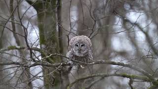 barred owl hooting [upl. by Tarazi]