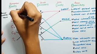 Brachial Plexus  Anatomy [upl. by Rosel435]