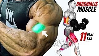 11 BEST BRACHIALIS WORKOUT AT GYM TO GET BIGGER ARMS FAST [upl. by Kristi]