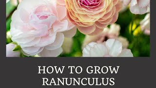 How to Grow Ranunculus Part 1 [upl. by Kooima]