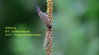 橙頰梅花雀OrangeCheeked WaxbillEstrilda melpodasinging [upl. by Martinez]