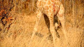 Lioness eating baby giraffe alive Part 1wmv [upl. by Limhaj174]