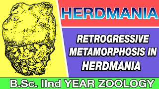 Retrogressive Metamorphosis in HERDMANIA in Hindi 2020  Urochordata  BSc 2ND YEAR ZOOLOGY [upl. by Ximenez67]