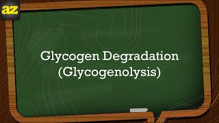 12 Glycogen Catabolism Glycogenolysis شرح بالعربي [upl. by Pavier]