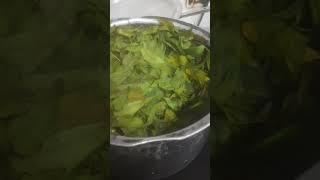 How to prepare biopesticides from Neem at homesimply boil and store the concentrateorganic [upl. by Erasmus168]