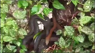 A Den of Snake Seen at Rhenok Sikkim 🐍 सापको जुंड 🐍 Sonam Gurung G [upl. by Reppep]