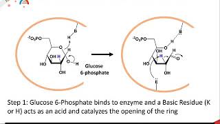 Carbohydrates part 3 of 5  Sugar Isomerase Enzymes [upl. by Jehias]