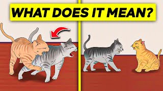 Cat Biting Other Cats  What Does It Mean amp How To Stop It [upl. by Anitsirhc]