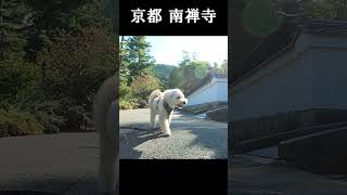 京都🐕南禅寺のあさんぽ💖 犬 nanzenjitempleマルプー kyoto doglovers 京都観光地 maltipoo [upl. by Aicillyhp800]