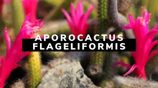 Aporocactus flagelliformis la pianta grassa soprannominata coda di topo [upl. by Jackquelin]