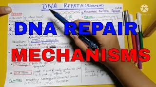 DNA repair  DNA damage  Genetics  Biochemistry  Lippincott chap 29  Part 3 [upl. by Jerz982]