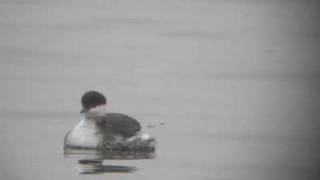 Slavonian Grebe at Farmoor Reservoir [upl. by Stephine619]