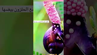 اول مرة تشوفهم ؟ explore سالومي ترند [upl. by Aynom544]