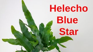 Helecho BLUE STAR Phlebodium aureum [upl. by Goody]