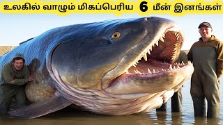 மிகப்பெரிய மீன் இனங்கள்  Six Largest Fish in the World  Tamil Info Share [upl. by Mcspadden]