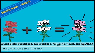 Incomplete Dominance Codominance Polygenic Traits and Epistasis [upl. by Elatsyrk]