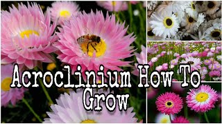 How to grow Acroclinium from seeds fast n easy with update [upl. by Myrwyn55]