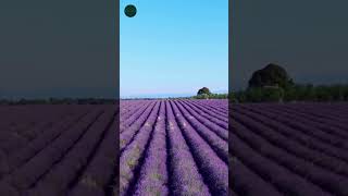 Breathtaking Lavender Fields in Provence A Summer Dream [upl. by Anayeek]