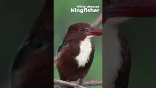 Whitethroated Kingfisher  Halcyon smyrnensis  Western Ghats  Nikon Z6III  180 600 zoom Lens [upl. by Enivid]