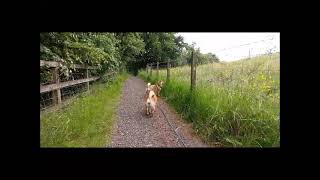 Shiba Inu walking in the countryside [upl. by Zela]