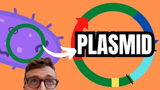 PLASMIDS EXPLAINED [upl. by Ellata]