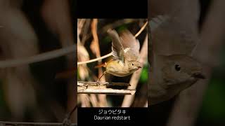 飛び立つジョウビタキDaurian redstart [upl. by Dloreh319]