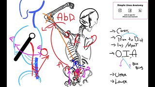 Reverse action of the Latissimus Dorsi [upl. by Henka970]