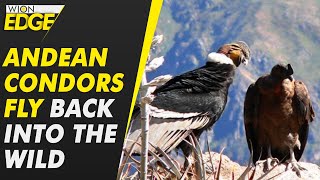 Trio of Andean condors released back into the wild after yearslong rehabilitation  WION Edge [upl. by Odraboel]