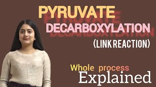 Pyruvate decarboxylation Link reaction mechanism [upl. by Gambrell]