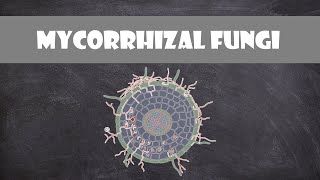 Mycorrhizal Fungi  Plant Biology [upl. by Kurtis]