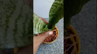 Snake Plant Propagation shortvideo [upl. by Juna]