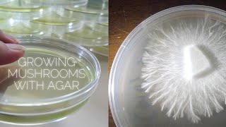 How to Grow Mushrooms with Agar Rhizomorphic Mycelium MEA MYA Plates Petri Dish No Pour Jars Clone [upl. by Harrow322]