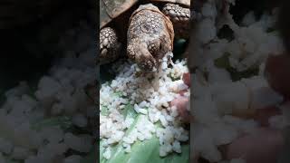 Star tortoise bit my hand animals tortoise bite animalbite nature naturelovers viralvideo [upl. by Ditzel]