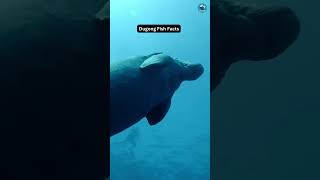 Dugong Fish Facts shorts facts dugong [upl. by Aimal]