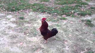 Red Star Rooster Crowing [upl. by Chappie730]