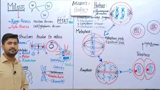 Mitosis  Stages of mitosis  Astral and spindle fiber  Fsc 2nd year Biology [upl. by Skell]