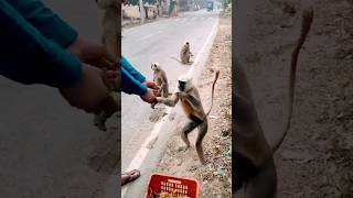 3 cute langoor langoor monkey viralvideo trending viralshort 🐒🦥 [upl. by Cayser]