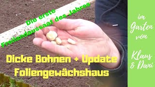 Unsere erste Freilandaussaat  Dicke Bohnen  Ackerbohnen  Puffbohnen  Update Foliengewächshaus [upl. by Jennette]