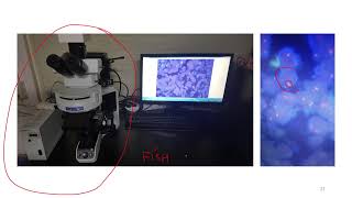 라이브 랩미팅 68 Immunofluorescence IF 면역형광 [upl. by Zaslow]