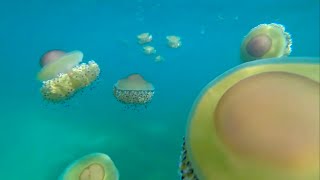 Halkidiki Greece Hotel Kaliali amp jellyfish relax [upl. by Hajed]