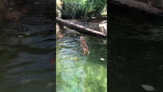 Otters Swimming [upl. by Saxe]