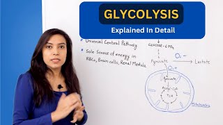 Glycolysis Pathway Explained  biochemistry [upl. by Enimsaj]