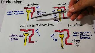 Kidney system 55  Tubular filtration and Reabsorption of different substances  Urine formation [upl. by Franciskus]