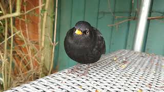 Blackbird spitting out seeds from berries [upl. by Oberg]